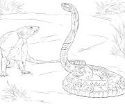 Coloriage Cobra cracheur d&eacute;taill&eacute;