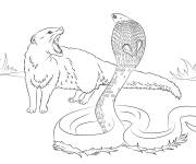 Coloriage Cobra et mangouste