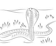 Coloriage Cobra serpent gratuit