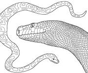 Coloriage Combat des serpents