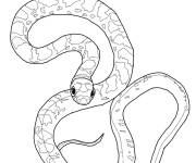 Coloriage Couleuvre noire