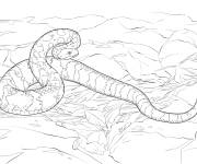 Coloriage Crotale des bois