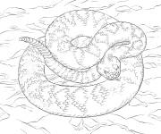Coloriage Crotale diamantin d&eacute;taill&eacute;