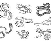 Coloriage Diffèrents serpents