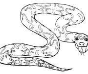 Coloriage Grosse serpent python