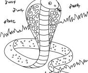 Coloriage Illustration Cobra
