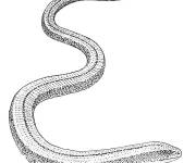Coloriage Le mamba noir