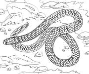 Coloriage Le serpent Barbados