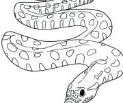 Coloriage Longue Anaconda