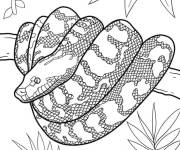 Coloriage Python des rochers africain recroquevill&eacute;