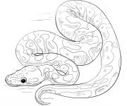 Coloriage Python Royale r&eacute;aliste