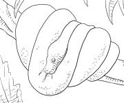 Coloriage Python vert r&eacute;aliste