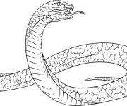 Coloriage Reptile&agrave; sang froid