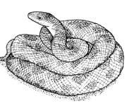 Coloriage Serpent &agrave; sonnette