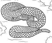 Coloriage Serpent &agrave; sonnette mortel