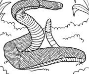 Coloriage Serpent &agrave; sonnettes &agrave; queue arqu&eacute;e