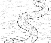Coloriage Serpent &agrave; t&ecirc;te cuivr&eacute;e