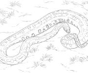 Coloriage Serpent Anaconda vert