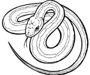 Coloriage Serpent attaque