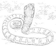 Coloriage Serpent aux Crocs venimeux