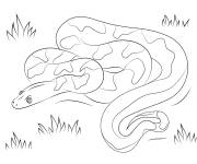 Coloriage Serpent boa