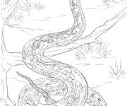 Coloriage Serpent Boa constricteur