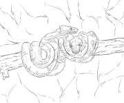 Coloriage Serpent Boa &eacute;meraude