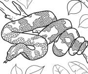 Coloriage Serpent cach&eacute; dans un arbre