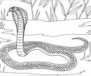 Coloriage Serpent Cobra des Philippines