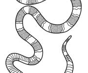 Coloriage Serpent corail simple