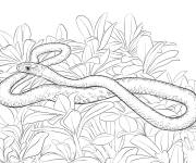 Coloriage Serpent Couleuvre noire