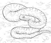 Coloriage Serpent Crotale cornu