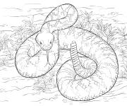 Coloriage Serpent Crotale de l'Ouest