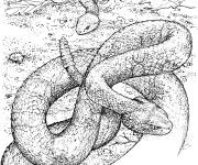 Coloriage Serpent cuivr&eacute;