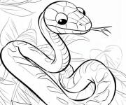 Coloriage Serpent d'Amazonie