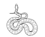 Coloriage Serpent dangereux vue de haut