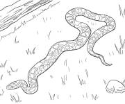 Coloriage Serpent dans l'herbe &agrave; colori