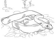 Coloriage Serpent de Californie