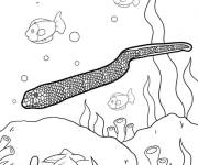 Coloriage Serpent de mer nageant
