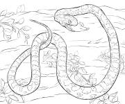 Coloriage Serpent des bl&eacute;s