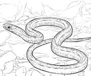Coloriage Serpent des montagnes