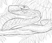 Coloriage Serpent liane en attaquant