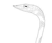Coloriage Serpent liane facile