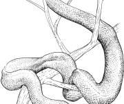 Coloriage Serpent Mamba de l'Est