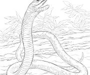 Coloriage Serpent Mamba noir