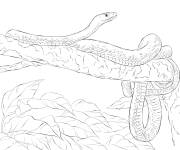 Coloriage Serpent Mamba vert