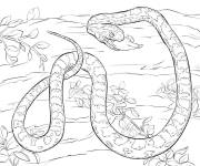 Coloriage Serpent mangeant sa proie