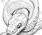 Coloriage Serpent montrant ses dents