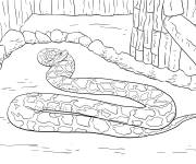 Coloriage Serpent Python birman