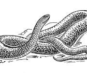 Coloriage Serpent python emp&ecirc;tr&eacute;